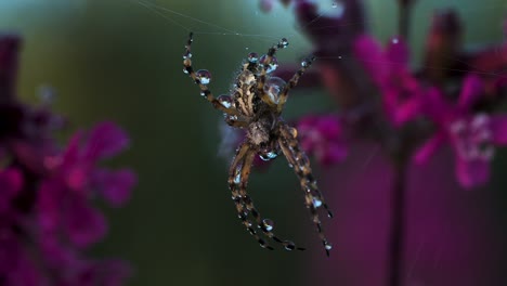 spider on dew-covered web with purple flowers