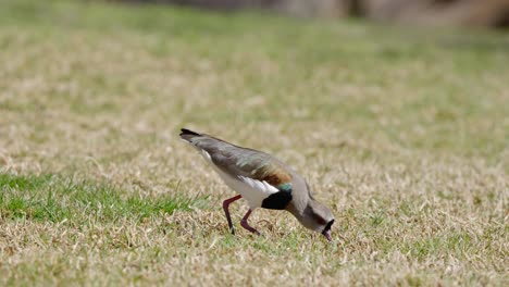 Südlicher-Kiebitz,-Der-Auf-Trockenem-Gras-Läuft,-Jagt-Und-Nahrung-Im-Gras-Isst