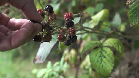 someone picking wild blackberries from bush, close shot, slow motion