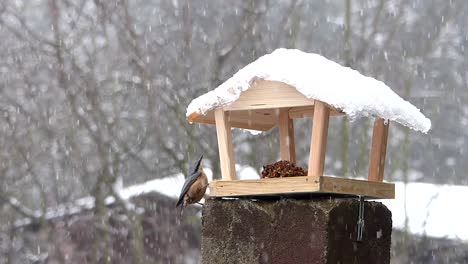 Agile-Eurasian-nuthatch-flies-into-a-bird-feeder,-eats-birdseeds,-and-flies-away