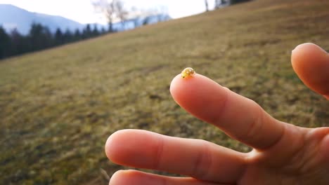 yellow ladybug walkling on young woman's hands in nature