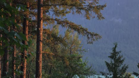 peaceful nature with conifer forest at the lakeshore of lillooet in british columbia, canada