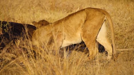 Lioness-feeding-on-buffalo-carcass