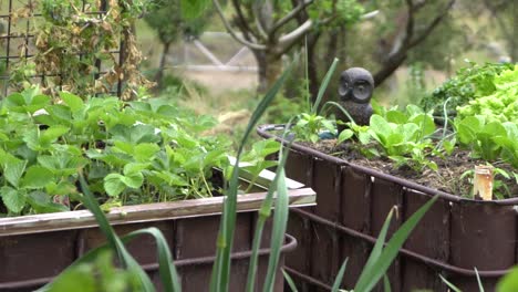 on natural open farm wildlife slow pan right veggie patch green food growing