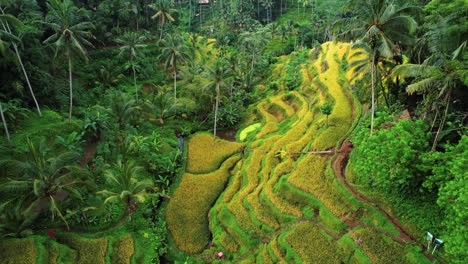 Tegalalang-Rice-Terrace-Drone-Descends-into-Yellow-Terrace,-Ubud,-Bali