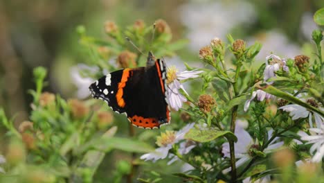 Red-butterfly-on-flower-waving-in-the-wind-close-up