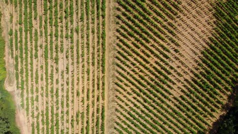 Top-down-shot-over-grape-vines-in-Chianti,-Italy