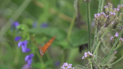 Close-up-slow-motion-shot,-capturing-a-gulf-fritillary-passion-butterfly,-agraulis-vanillae-sipping-on-flower-nectar-and-fly-away-against-green-bokeh-bbackground