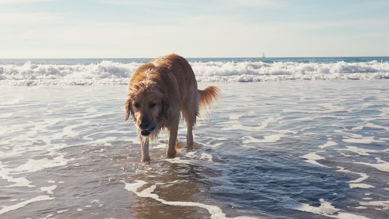 golden retriever y océano pacífico, perro sosteniendo una pelota de juguete en la boca mientras está de pie en aguas poco profundas, cámara lenta