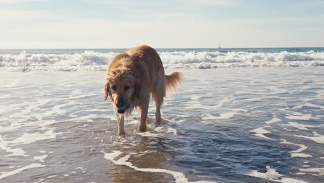 golden retriever and pacific ocean, dog holding ball toy in mouth while standing in shallow water, slow motion