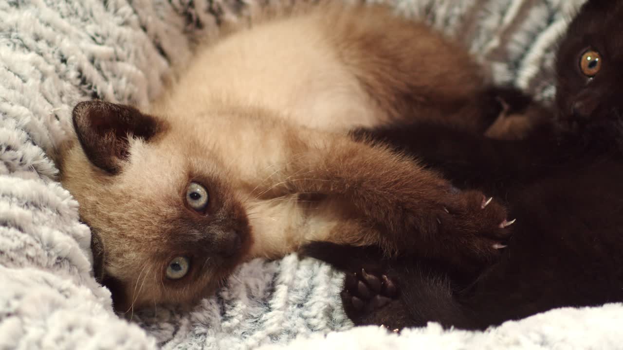 Gattini adorabili con occhi vivaci si rilassano nella cuccia per gatti, 4k