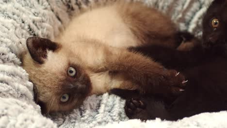 adorable kittens with bright eyes relax in cat bed, 4k