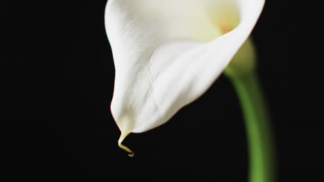 video of white kalia flower with copy space on black background