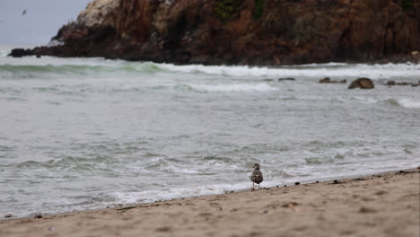 Seagull-walks-down-the-beach-with-waves-breaking-against-Big-Dume-behind-at-Point-Dume-State-nature-preserve-beach-park-in-Malibu,-California
