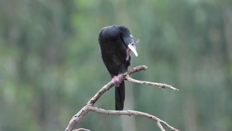 cormorantuhd mp4 4k uhd