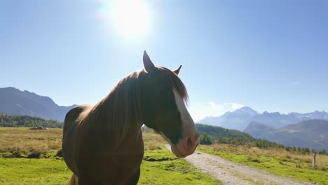 backlit with high sun a brown horse on green meadows with impressive italian alps mountain backdrop on sunny clear day with blue skies