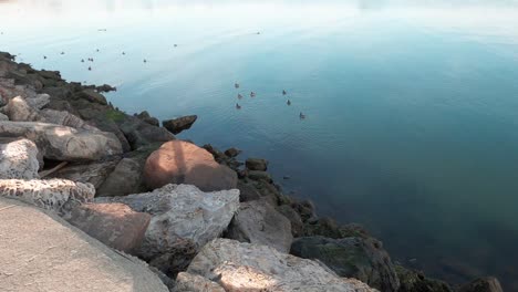 patos a lo largo de las olas y la costa en el día soleado de la bahía