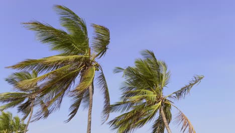 low angle shot of green palm trees waving in wind under blue sky