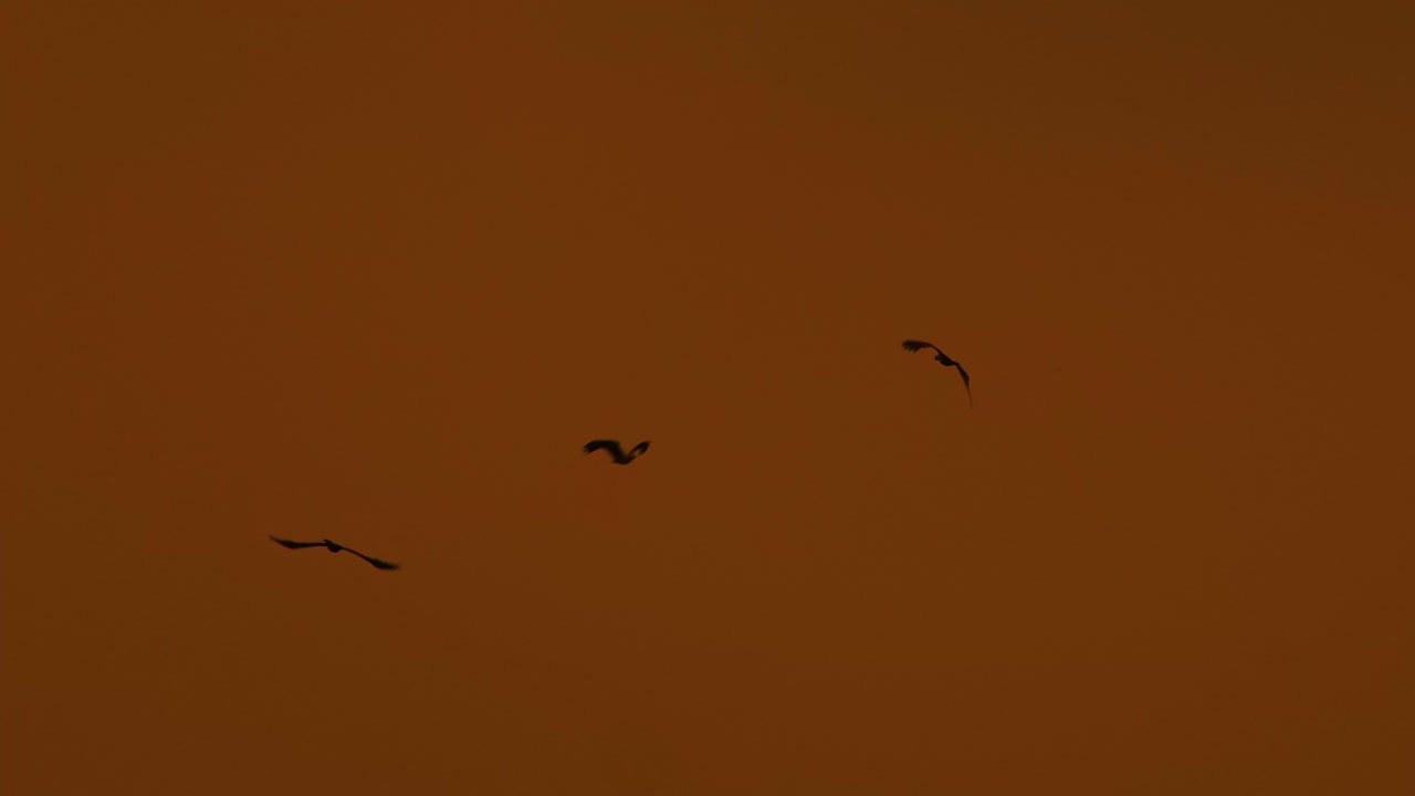 силуэты орлов, летящих через чрезвычайно загрязненный воздух, замедленная съемка