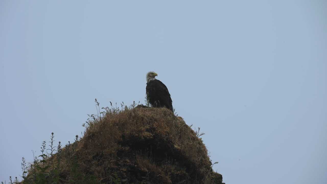 majestuoso águila calva sentado con nido en el afloramiento de roca en la costa brumosa