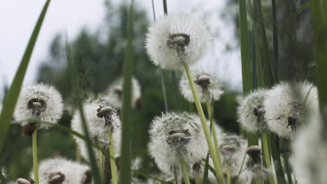 diente de león en un campo de hierba
