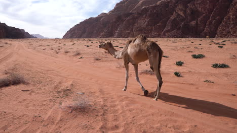 Camello-Joven-Caminando-Por-Un-Camino-Del-Desierto-Y-Se-Encuentra-Con-Otro-Camello