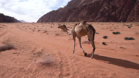 camello joven caminando por un camino del desierto y se encuentra con otro camello