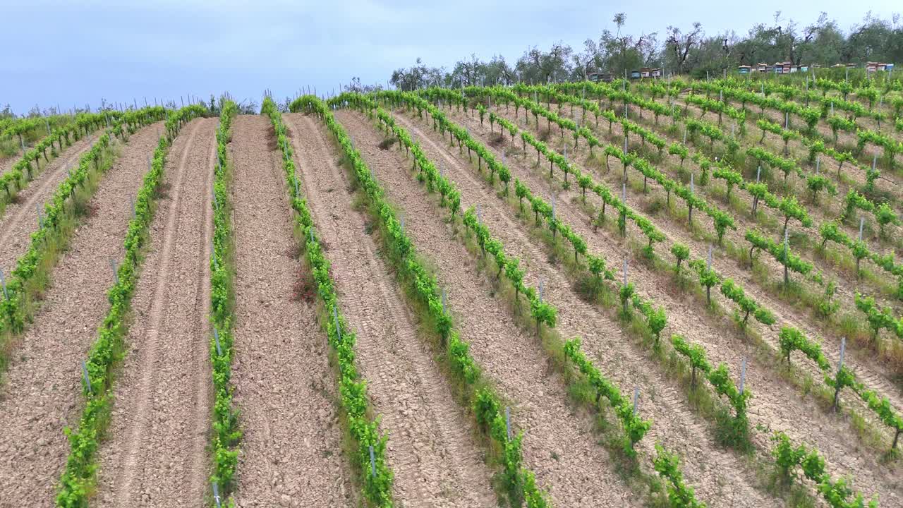 Close drone footage of Tuscan grapes fields in Italy.