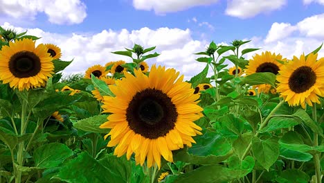 slow zoom into a large sunflower in a field swaying in the wind under a blue sky with fair weather clouds