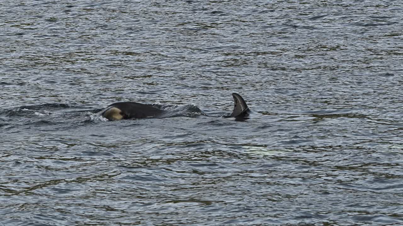 Orca killer whale performing a powerful tail whip, splashing seawater towards the sea surface, slow motion