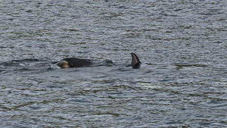 orca killer whale performing a powerful tail whip, splashing seawater towards the sea surface, slow motion