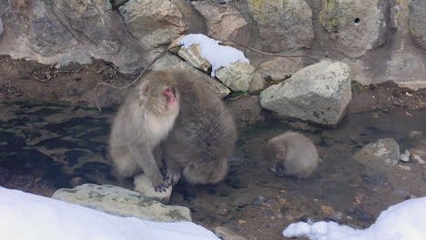 zooming in the monkey family mom looking around dad drinking water and the baby monkey playing with the water and a piece of wood at hot spring snow monkey park japan in the winter time