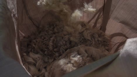 alpaca shaved pieces of wool dropping into bag, slow motion