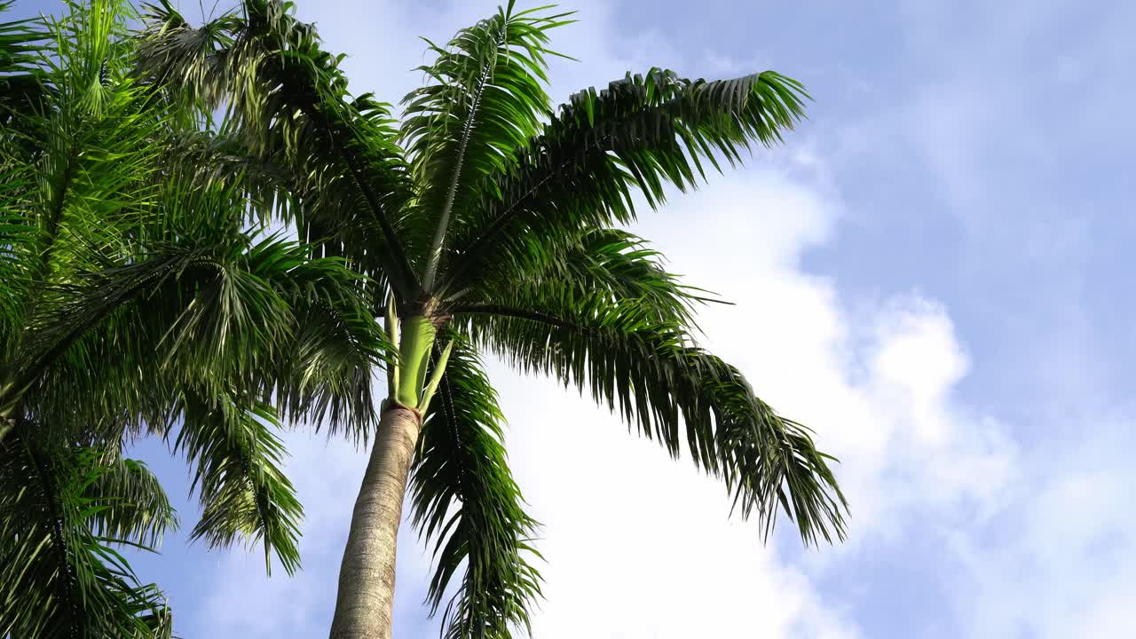 Palm Trees in Taipei, Taiwan