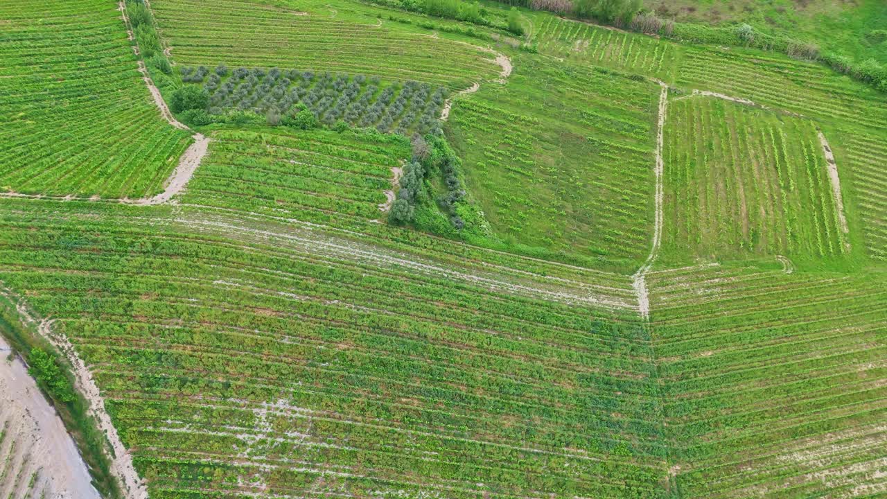 Drone footage of Tuscan grapes fields in Italy.