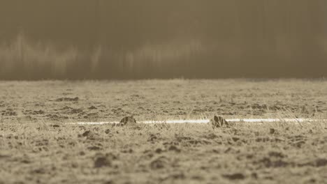 Black-grouse-lek-in-early-morning