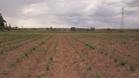 view from a drone flying forward over a plantation in mexico during a cloudy day