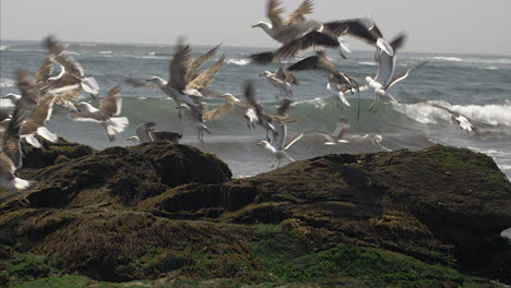 seagulls landing on a rock in llico, coast of chile, handheld tracking shot