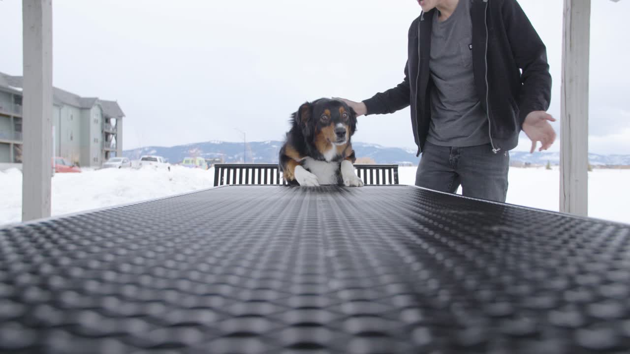 澳洲牧羊犬在慢动作中跳上桌子