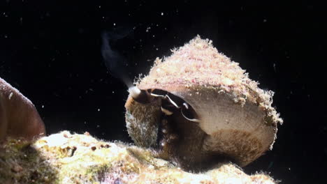 desove de un caracol de concha superior: un caracol marino en forma de cono libera una nube de esperma durante la noche a través de un tubo