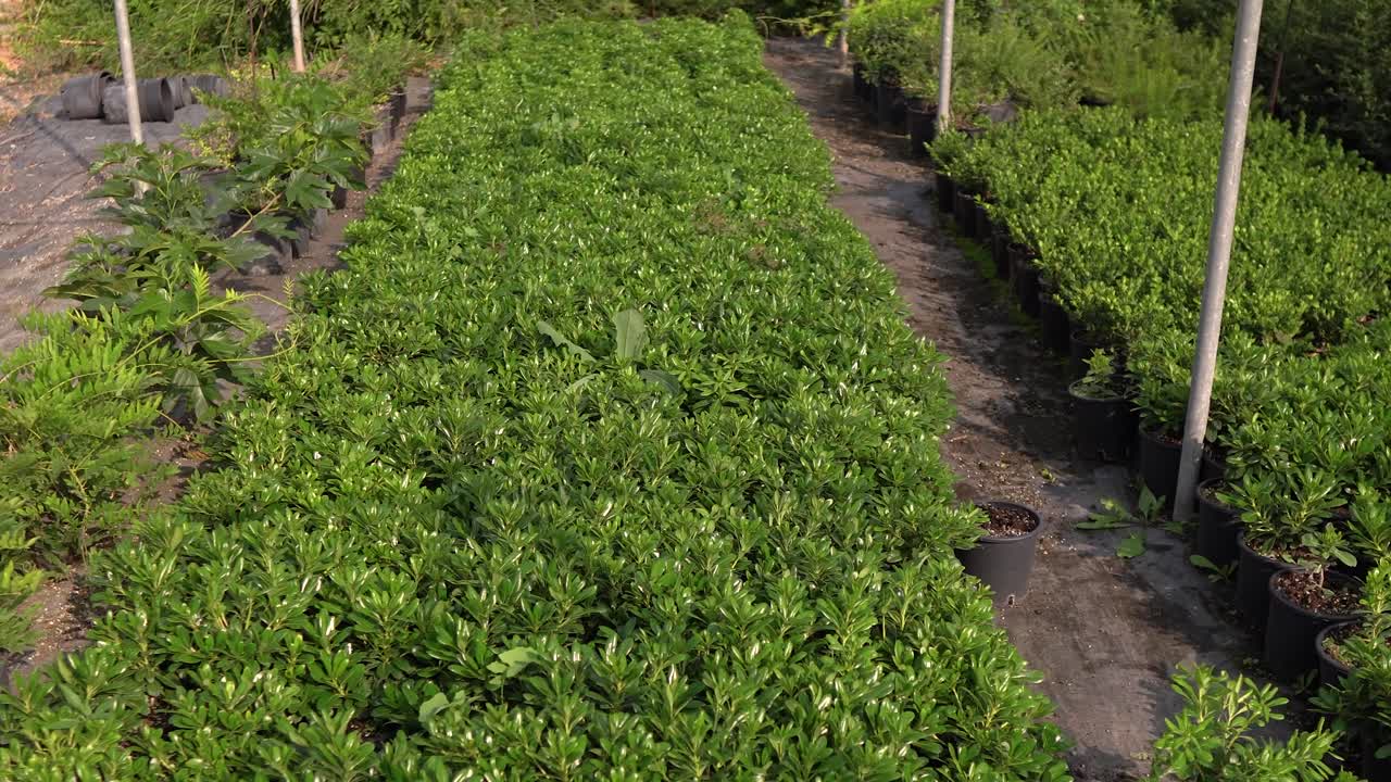 Rows of Green Plants in a Nursery