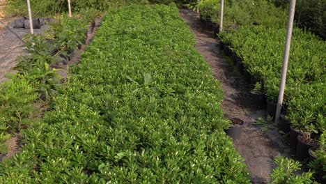 rows of green plants in a nursery