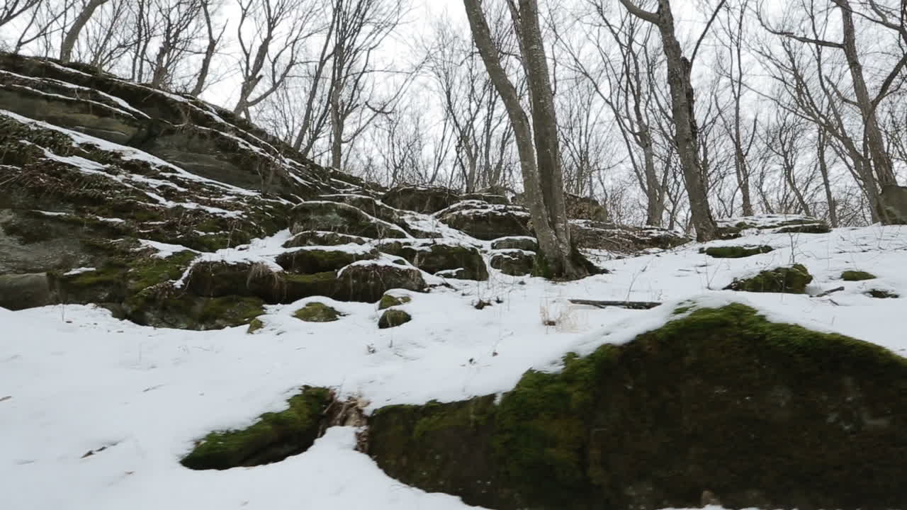 Nature covered with snow. Winter landscape of snowy trees in the forest