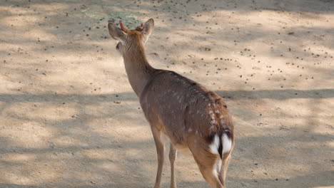 Joven-Ciervo-Sika-Con-Un-Pico-Parado-En-El-Campo-De-Tierra,-Mirando-Hacia-Otro-Lado