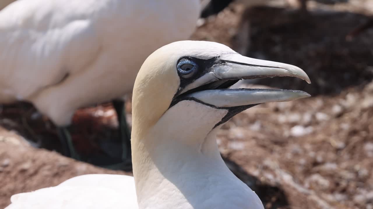 Suler – Morus bassanus – på de røde klipper på den tyske ø Helgoland, Slesvig-Holsten, Tyskland, Europa.