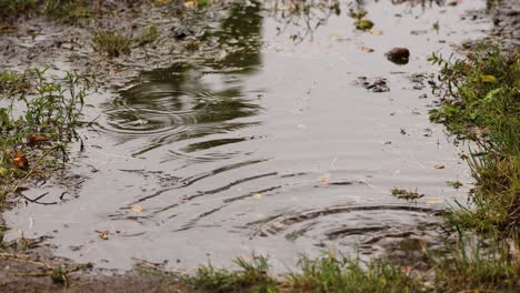 Gotas-De-Lluvia-Ondeando-En-Un-Charco---Tiro-De-ángulo-Alto