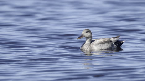 Schnatterente-Schwimmt-Im-Blauen-Wasser