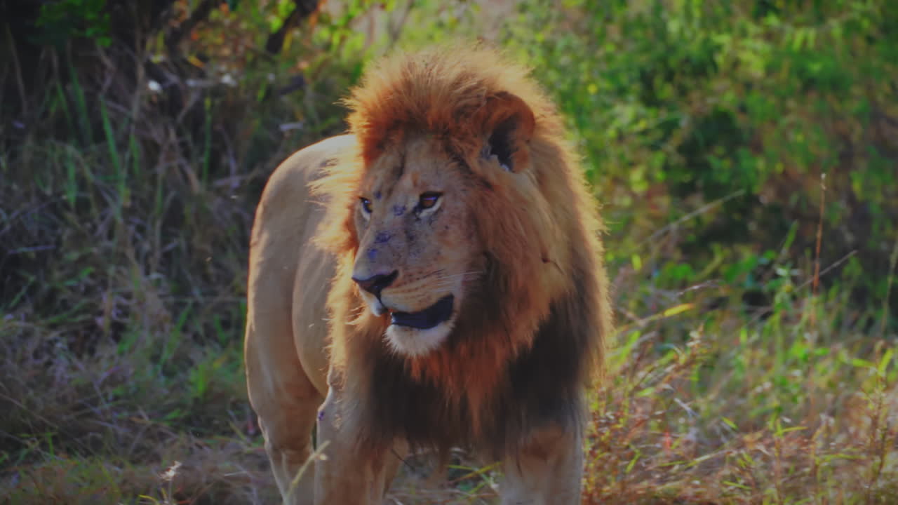 Majestátní lev se sebejistě blíží ke kameře, než si lehne v Národním parku Serengeti, Tanzanie. Ikonická scéna afrického safari, která představuje sílu, dominanci, velké kočky a divokou přírodu
