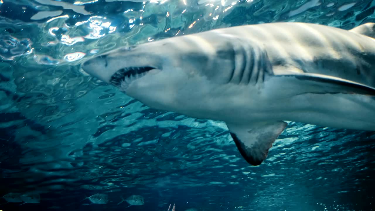 retrato cinematográfico de un tiburón que pasa