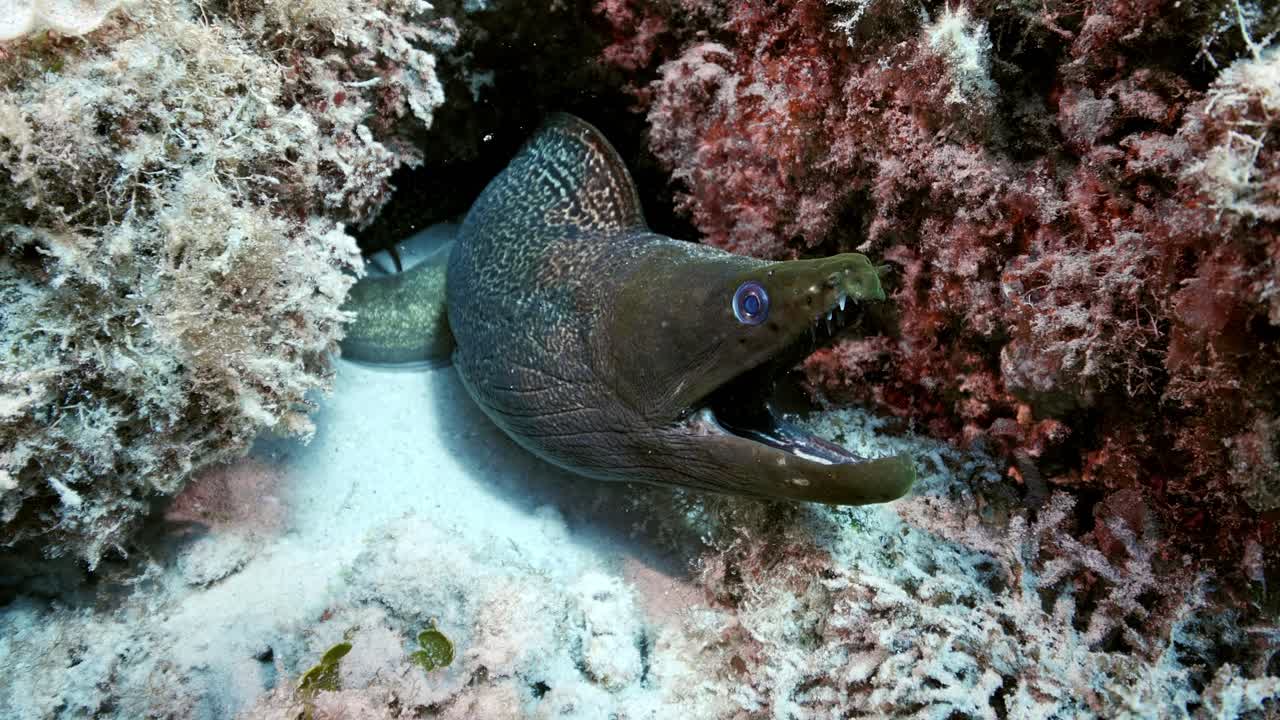 Incredible moray eel coming out of a crack in the volcanic rock formation to show intimidation